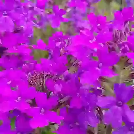 Verbena Homestead Purple